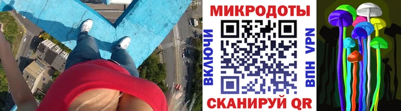 закладка Курчалой Галлюциногенные грибы Cubensis